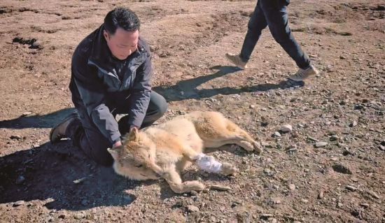 生态管护员救治的野狼。受访者供图 生态管护员救治的野狼。受访者供图