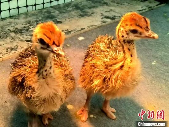 图为人工孵化的小鸵鸟。海晏县委宣传部供图