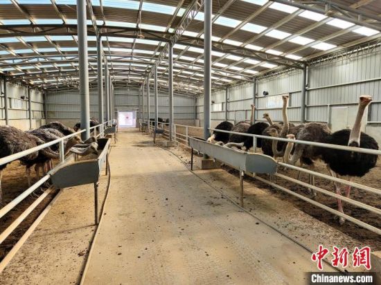 图为规模养殖的北非鸵鸟。海晏县委宣传部供图