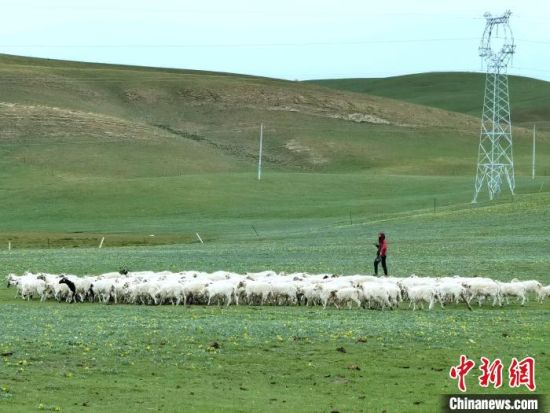 图为刚察大草原上的藏羊群。张海雯摄 图为刚察大草原上的藏羊群。张海雯摄