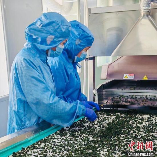 图为7月4日,企业工人正在加工柴达木枸杞芽茶。西宁海关供图 图为7月4日,企业工人正在加工柴达木枸杞芽茶。西宁海关供图