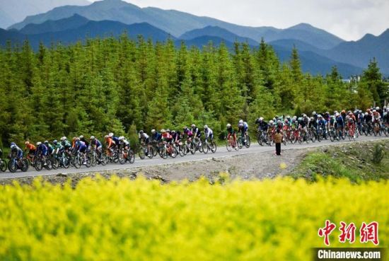 图为车手们骑行于门源油菜花海。　马铭言 摄