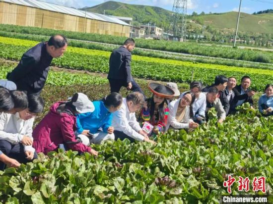 图为专家团队观摩高原冷凉蔬菜种植示范基地。青海大学农林科学院供图 图为专家团队观摩高原冷凉蔬菜种植示范基地。青海大学农林科学院供图