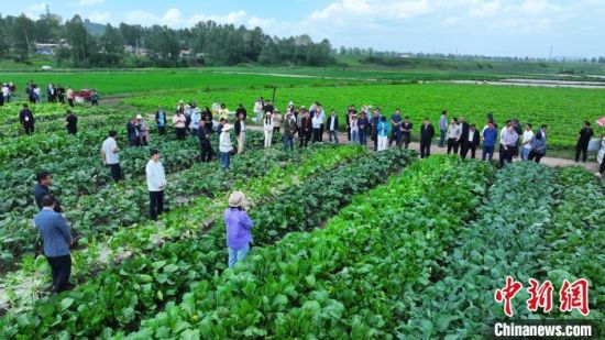 图为专家团队观摩高原冷凉蔬菜种植示范基地。青海大学农林科学院供图 图为专家团队观摩高原冷凉蔬菜种植示范基地。青海大学农林科学院供图