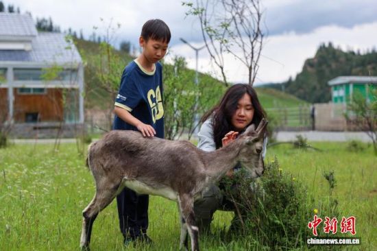 7月17日,游客在祁连山国家公园野生动物救助站内与岩羊互动。薛蒂 摄 7月17日,游客在祁连山国家公园野生动物救助站内与岩羊互动。薛蒂 摄