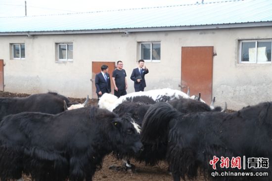 图为农行祁连县支行工作人员赴“借牧”牧户所在地了解情况。张忠苹 摄