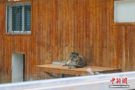 图为7月17日，祁连山国家公园野生动物救助站内被救助的雪豹。薛蒂 摄