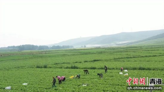 图为蔬菜种植现场。俞惠珍供图 图为蔬菜种植现场。俞惠珍供图