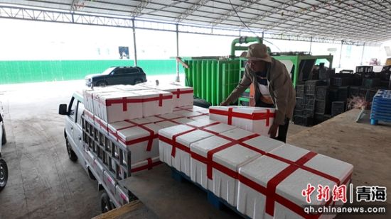 图为工作人员从保鲜库装车。俞惠珍供图 图为工作人员从保鲜库装车。俞惠珍供图