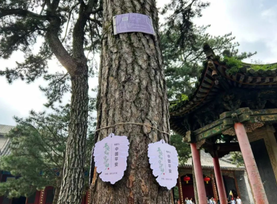 五台山显通寺内的古松和“守护牌”。