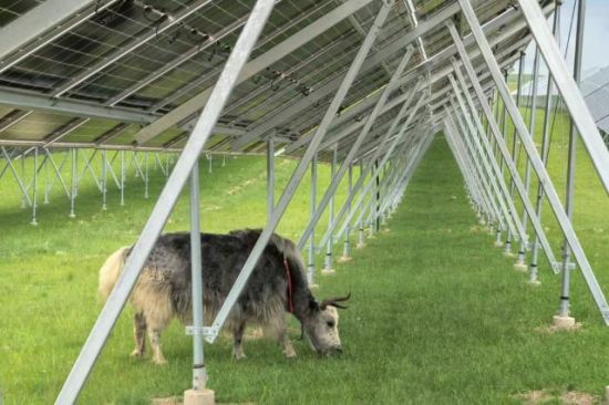 扎苏和光伏牛。 扎苏和光伏牛。