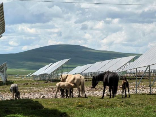 光伏区马群。 光伏区马群。