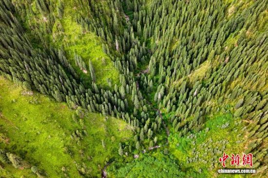 图为玛可河林区。薛蒂 摄