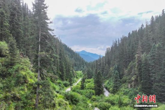 图为玛可河林区。薛蒂 摄
