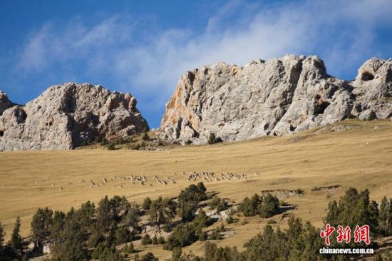 资料图为澜沧江源头区域的青海省玉树藏族自治州囊谦县尕尔大峡谷内，成群岩羊悠闲觅食。马铭言 摄