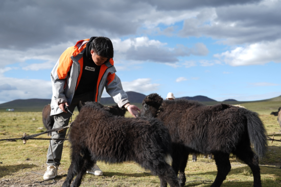图为巴登求扎团队工作人员查看牧区牦牛情况。何欣然摄 图为巴登求扎团队工作人员查看牧区牦牛情况。何欣然摄