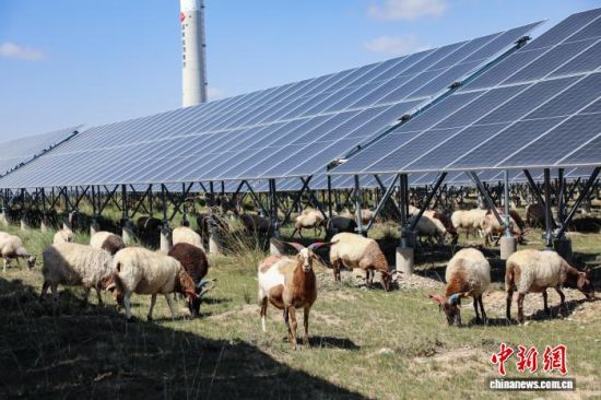图为9月17日，青海省海南藏族自治州共和县塔拉滩光伏产业园区内，羊群在光伏板下吃草。马铭言摄