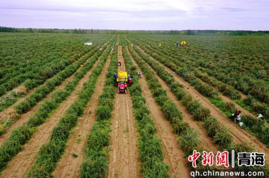 图为枸杞种植基地工人们正在采摘枸杞。 张忠苹 摄 图为枸杞种植基地工人们正在采摘枸杞。 张忠苹 摄