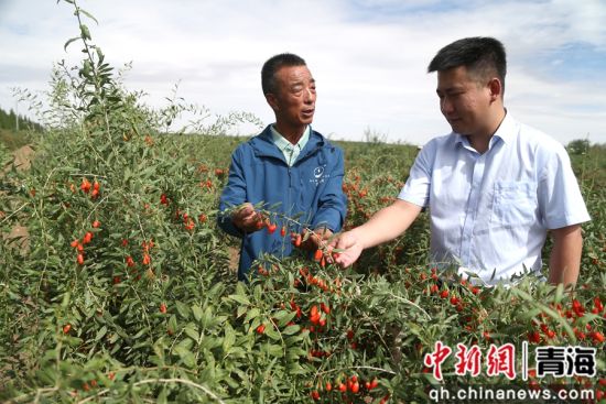 图为农行格尔木分行客户经理张凯(右)在枸杞种植地了解枸杞种植情况。 张忠苹 摄 图为农行格尔木分行客户经理张凯(右)在枸杞种植地了解枸杞种植情况。 张忠苹 摄