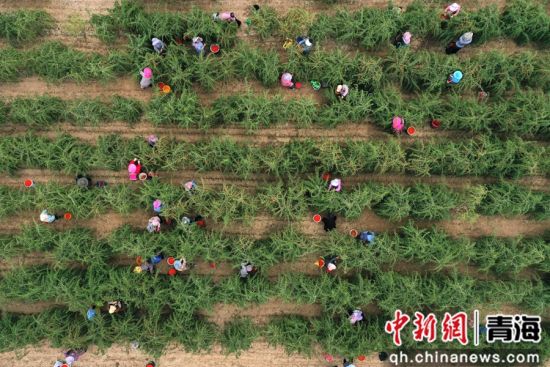 图为工人们正在采摘枸杞。 张忠苹 摄 图为工人们正在采摘枸杞。 张忠苹 摄