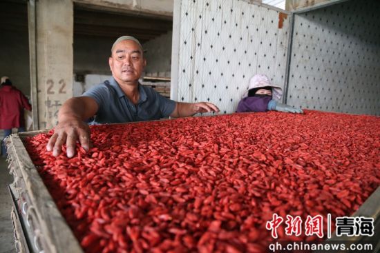 图为枸杞种植户正在烘干枸杞。 张忠苹 摄 图为枸杞种植户正在烘干枸杞。 张忠苹 摄
