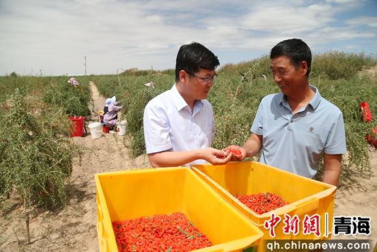 图为农行格尔木分行客户经理李生刚(左)在枸杞种植地了解客户信贷需求。 张忠苹 摄 图为农行格尔木分行客户经理李生刚(左)在枸杞种植地了解客户信贷需求。 张忠苹 摄