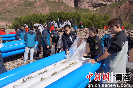 图为增殖放流现场。 玛尔挡水电站供图 图为增殖放流现场。 玛尔挡水电站供图