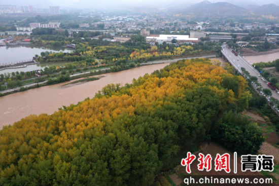 图为航拍青海省海东市乐都区秋景如画。 张忠苹 摄