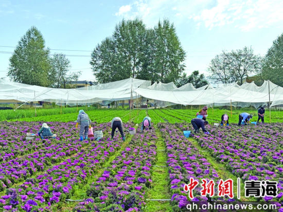 图为互助土族自治县台子乡上千亩高原冷凉蔬菜迎来丰收。海东市委宣传部供图